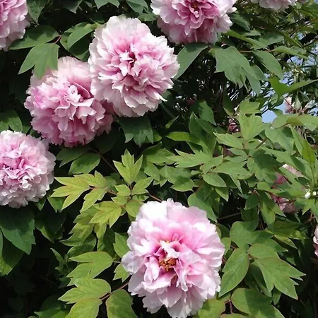 Κατάλυμα σε φάρμα Bressani *