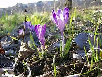 Bressani مزرعة للإقامة