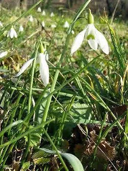 Bressani مزرعة للإقامة